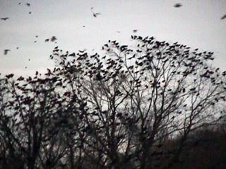 roost