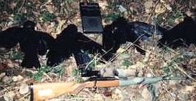 crows .22