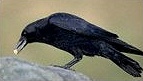 feeding crow