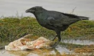 fish crow