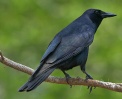 Mexican Crow