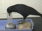 Tool making crow