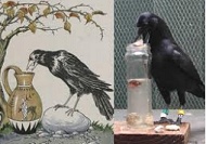 Crow and the Pitcher