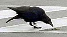 crows using tools