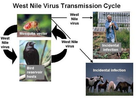 west nile life cycle
